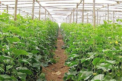 溫室大棚蔬菜種植技術(shù)及其發(fā)展策略