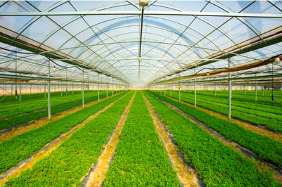 東臺(tái)現(xiàn)代農(nóng)業(yè)產(chǎn)業(yè)園躍升國家級(jí) 甜蜜產(chǎn)業(yè)賦能鄉(xiāng)村振興與農(nóng)業(yè)種植技術(shù)創(chuàng)新