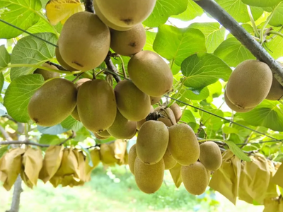 科技創新引領農業新篇 獼猴桃種植技術開發與應用