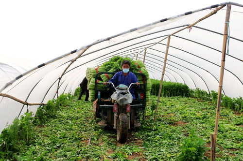 河北永清 科技賦能蔬菜種植，產業升級助農增收