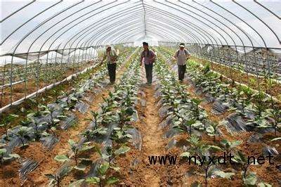 科學(xué)施肥指南 大棚蔬菜高效種植與農(nóng)業(yè)技術(shù)開(kāi)發(fā)