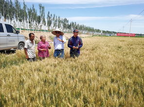 科技特派員張毅 以技術(shù)為犁，深耕沃土，譜寫(xiě)糧食種植節(jié)本增效新篇章