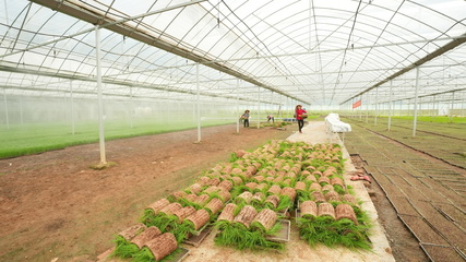 長(zhǎng)沙縣江背鎮(zhèn) 打響汛后農(nóng)業(yè)生產(chǎn)“保衛(wèi)戰(zhàn)”，科技賦能農(nóng)業(yè)技術(shù)開(kāi)發(fā)