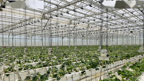 科技賦能農(nóng)業(yè) 以色列經(jīng)驗(yàn)的中國(guó)實(shí)踐在云南啟航