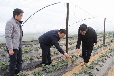 縣農業(yè)局成立專項工作專班 積極應對雨雪冰凍低溫災害 全力保障農業(yè)種植技術開發(fā)