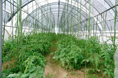 高效農業 現代農業種植技術的開發與應用