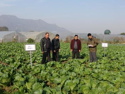 有機蔬菜示范種植技術探索 湖北黃石綜合試驗站引領農(nóng)業(yè)綠色發(fā)展